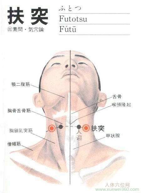 扶突穴解剖位置图