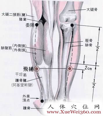 飞杨穴的解剖结构图