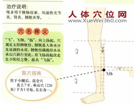 飞扬穴位位置图