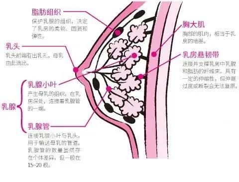 为什么有的女生胸大，有的却胸小