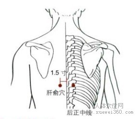 肝俞穴：膀胱经(图文)