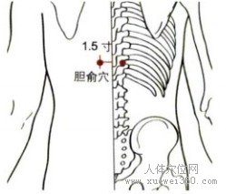 胆俞穴：膀胱经(图文)