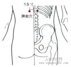 脾俞穴：膀胱经(图文)