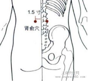 肾俞穴：膀胱经(图文)