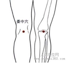 精确定位委中穴
