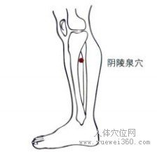 精确定位阴陵泉穴