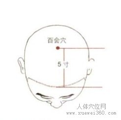 百会穴：督脉(图文)