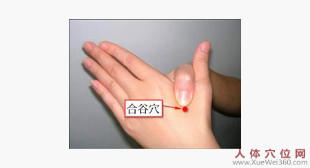 <a href='http://www.liuyanbao.net/rentixueweichaxun/475.html' target='_blank'><u>合谷穴</u></a>的位置图