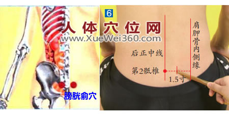 膀胱俞穴的准确位置图
