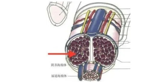 怎么判断原发性早泄?