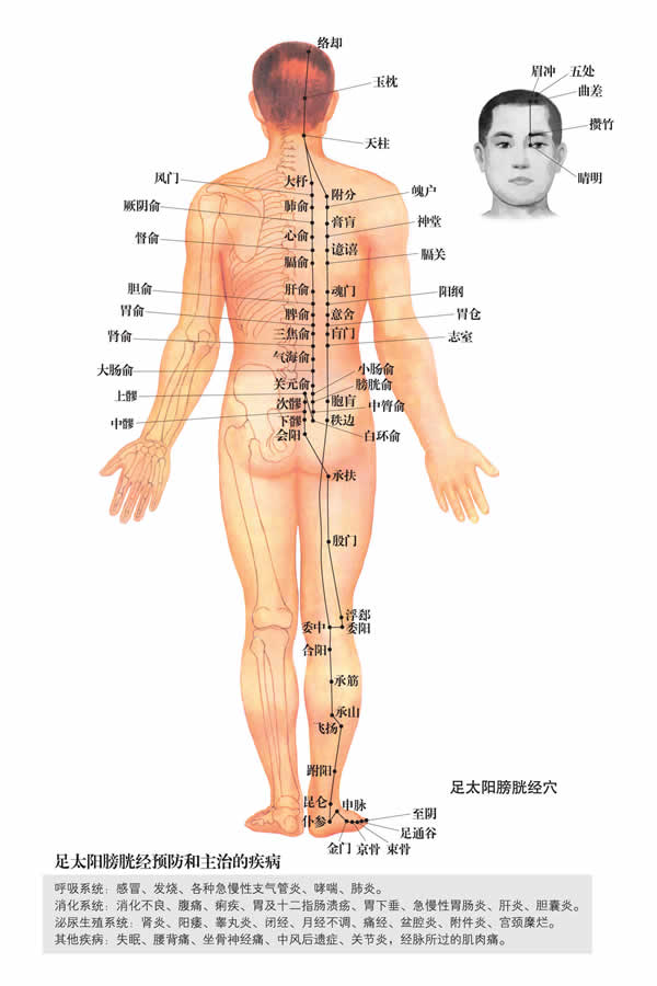 跗阳穴：膀胱经(图文)