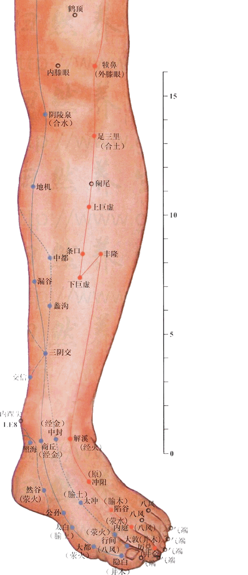 <a href='http://www.liuyanbao.net/rentixueweichaxun/689.html' target='_blank'><u>足三里</u></a>穴：胃经(图文)