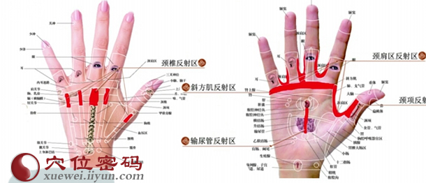  手部理疗法：刺激手部的颈椎反射区 ,颈肩区反射区，颈项反射区，斜方肌反射区，输尿管反射区可以有效缓解颈椎病