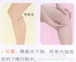 阴陵泉穴位
