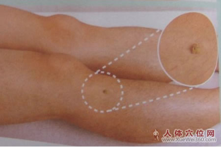 十大艾灸保健养生穴详细介绍：<a href='http://www.liuyanbao.net/rentixueweichaxun/689.html' target='_blank'><u>足三里</u></a>