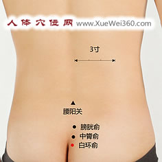 白环俞穴位位置图