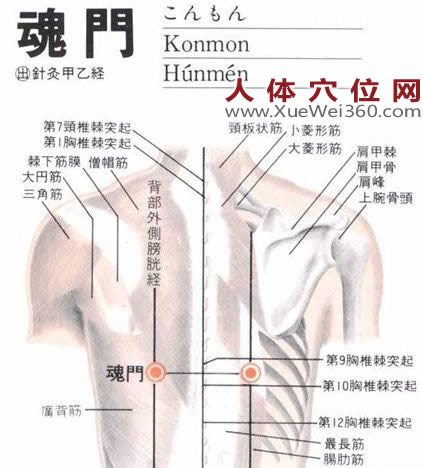 魂门穴的准确位置图
