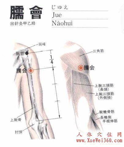 臑俞穴位位置图