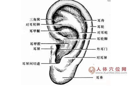 按摩耳朵的养生长寿法：揉耳朵能开窍、长寿