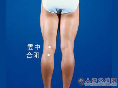 合阳穴的准确位置图