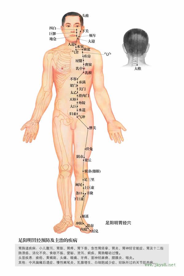 四白穴：胃经(图文)