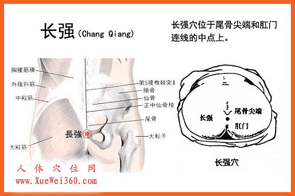 图解长强穴位位置图