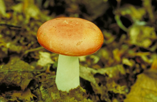 村民采食“夏至菇”致中毒身亡 教你如何分辨毒蘑菇