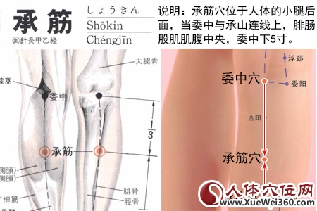 承筋穴的准确位置图