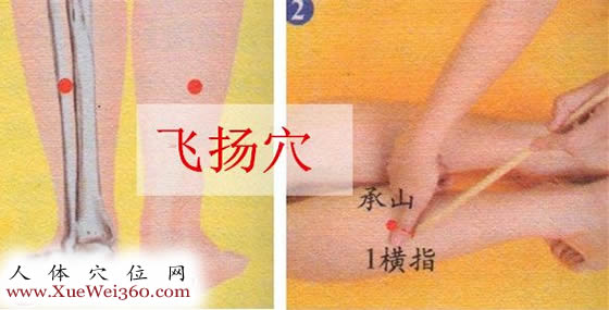 飞扬穴的准确位置图