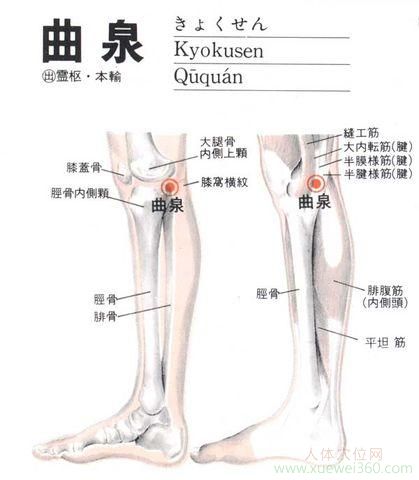 曲泉穴