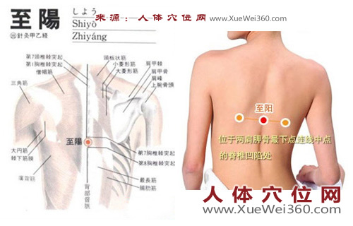 至阳穴的准确位置图
