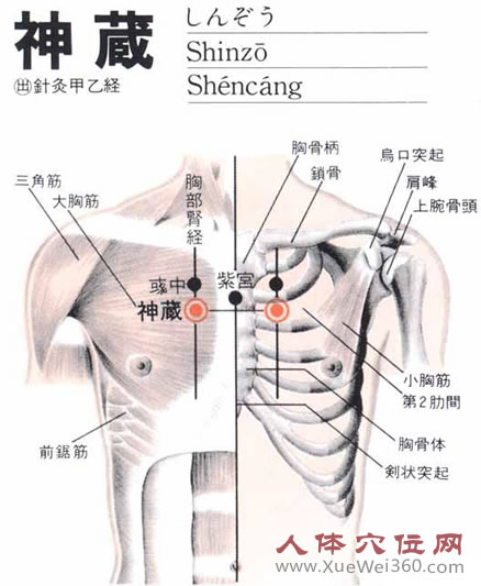 神藏穴生理解剖图