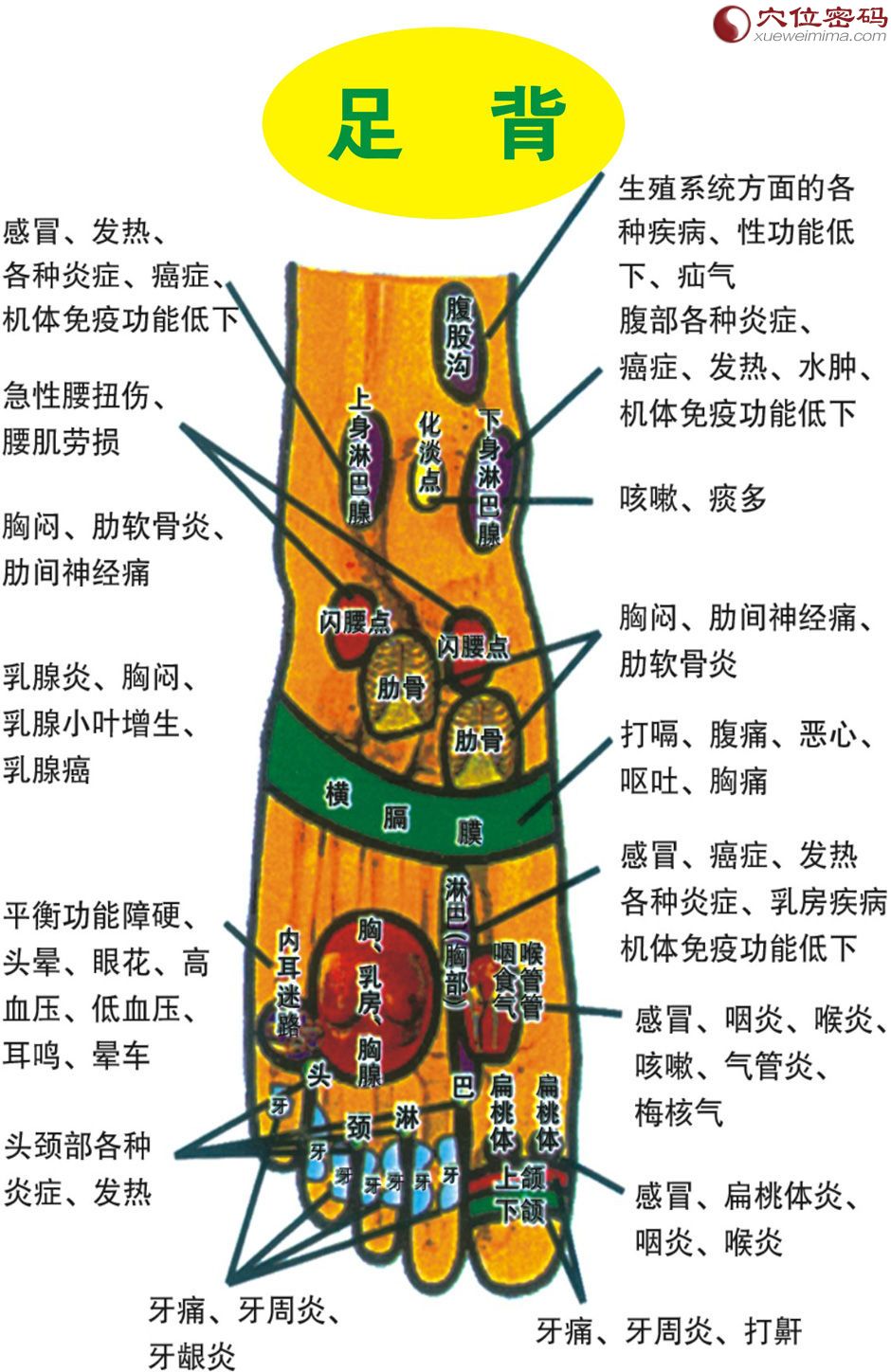 脚部反射区图（脚背）