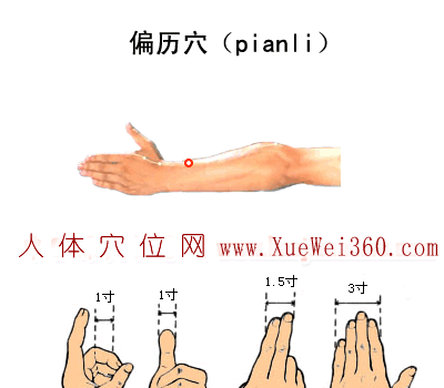 偏历穴位位置图