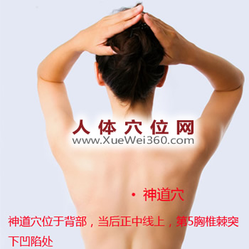 神道穴的准确位置图