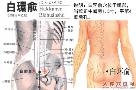 白环俞穴的准确位置图