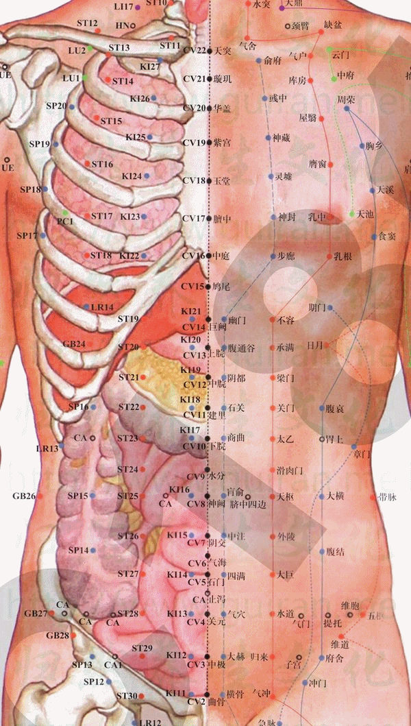 水分穴：任脉(图文)