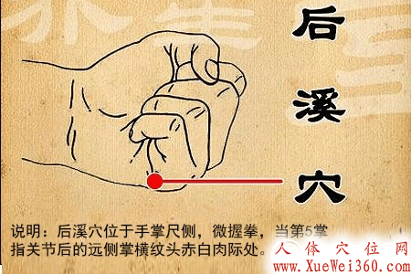 后溪穴位位置图